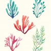 Poster Algas - Image 4